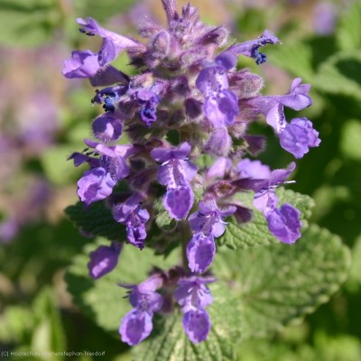 Bild von Nepeta racemosa Odeur-Citron