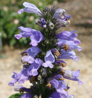 Bild von Nepeta subsessilis Washfield