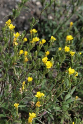 Bild von Oenothera perennis