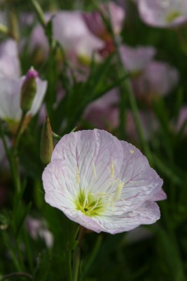 Bild von Oenothera speciosa Siskiyou