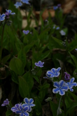 Bild von Omphalodes cappad. Starry-Eyes