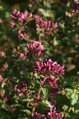 Bild von Origanum laevigatum Rosenkuppel