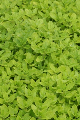 Bild von Origanum vulgare Thumbles Variety