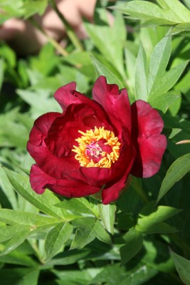 Bild von Paeonia x-itoh Scarlet Heaven