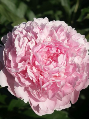 Bild von Paeonia x-lact. Albert Crousse