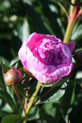 Bild von Paeonia x-lact. Antwerpen