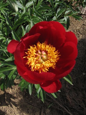 Bild von Paeonia x-lact. Bright Knight