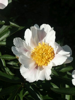 Bild von Paeonia x-lact. Angelika Kaufmann