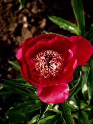 Bild von Paeonia x-lact. Barington Belle