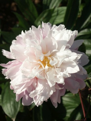 Bild von Paeonia x-lact. Bingen