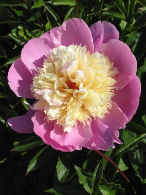 Bild von Paeonia x-lact. Bowl of Beauty