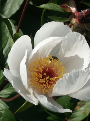 Bild von Paeonia x-lact. Chaminade