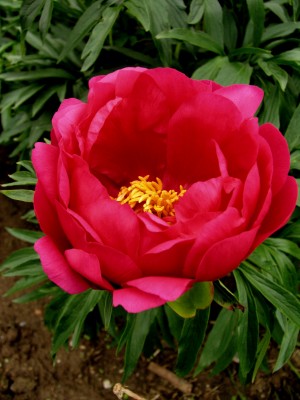 Bild von Paeonia x-lact. Coral Fay