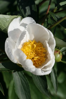 Bild von Paeonia x-lact. Clairette