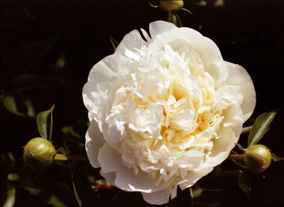 Bild von Paeonia x-lact. Charlies White