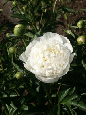 Bild von Paeonia x-lact. Duchess de Nemours