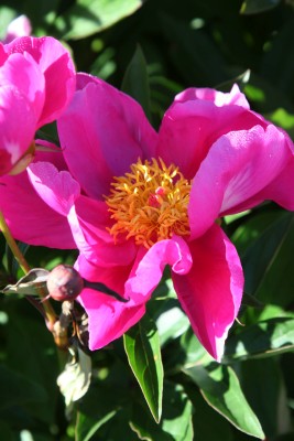 Bild von Paeonia x-lact. dunkelrot einfach