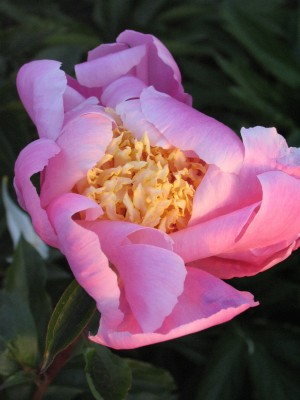 Bild von Paeonia x-lact. Doreen