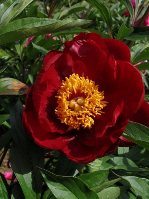 Bild von Paeonia x-lact. Fiesta