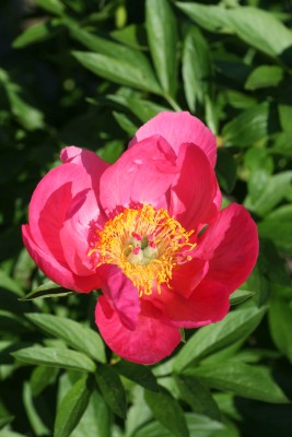 Bild von Paeonia x-lact. Flame