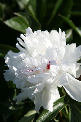 Bild von Paeonia x-lact. Festiva Maxima