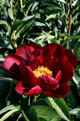 Bild von Paeonia x-lact. Friesenblut