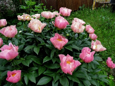 Bild von Paeonia x-lact. Gedenken