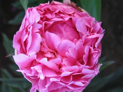 Bild von Paeonia x-lact. General Macmahon