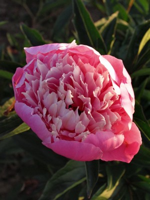 Bild von Paeonia x-lact. Hasselberger