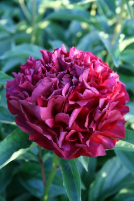 Bild von Paeonia x-lact. Highlight