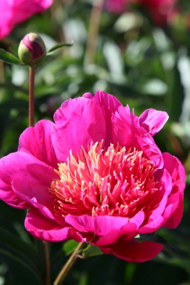 Bild von Paeonia x-lact. Hit-Parade