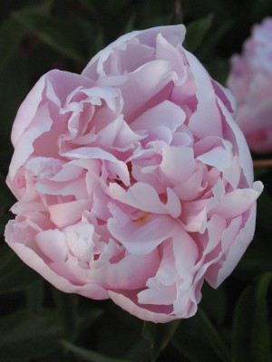 Bild von Paeonia x-lact. Hohenbuchau