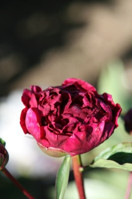 Bild von Paeonia x-lact. Feather Top