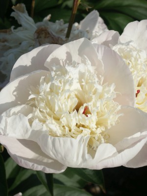 Bild von Paeonia x-lact. Immaculee