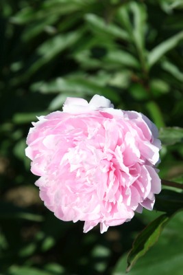 Bild von Paeonia x-lact. Karafune