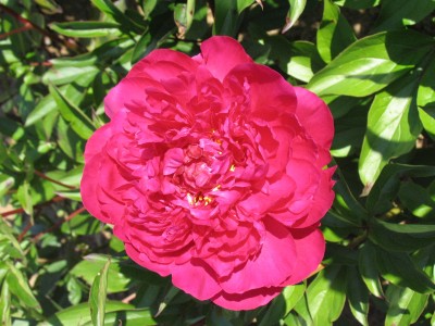 Bild von Paeonia x-lact. Kansas