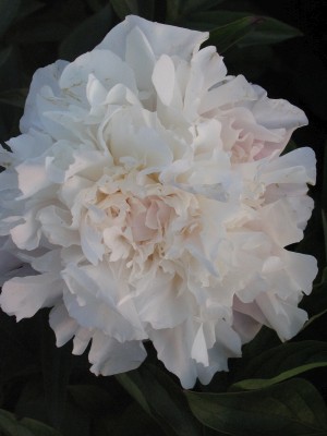 Bild von Paeonia x-lact. Katryn Fonteyn