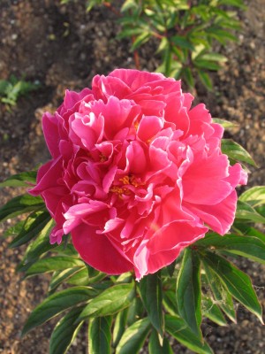 Bild von Paeonia x-lact. King Midas