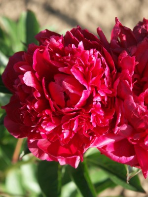 Bild von Paeonia x-lact. Karl Rosenfield