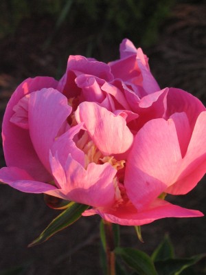 Bild von Paeonia x-lact. Largo