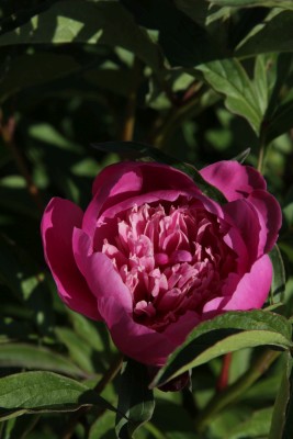 Bild von Paeonia x-lact. Madame-Furtado