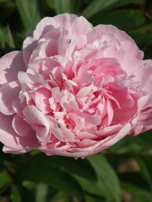 Bild von Paeonia x-lact. Madelon