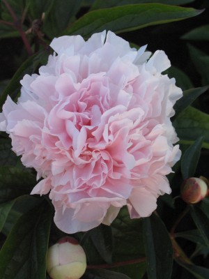 Bild von Paeonia x-lact. Mon.Charl. Leveque