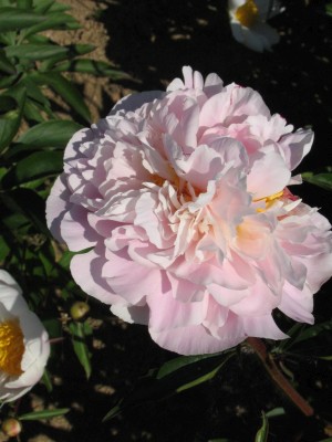 Bild von Paeonia x-lact. Margerite Gerard