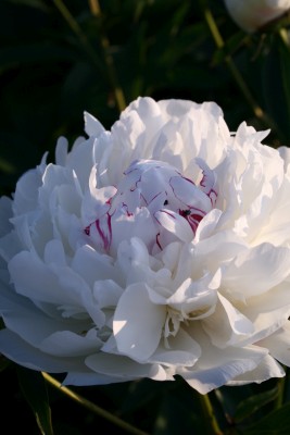 Bild von Paeonia x-lact. Marie Lemoine