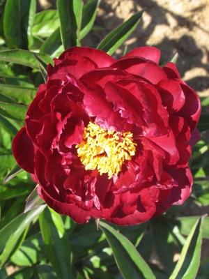 Bild von Paeonia x-lact. Mons.M.Cahnzak