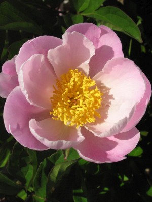 Bild von Paeonia x-lact. Murillo