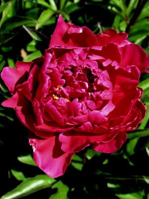 Bild von Paeonia x-lact. rot Gabi