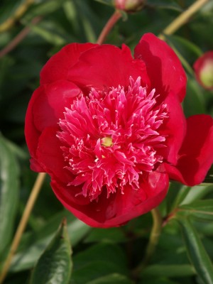 Bild von Paeonia x-lact. Nippon-Parade