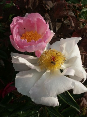 Bild von Paeonia x-lact. Pink Princess